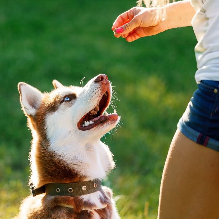 Husky sitting for a treat