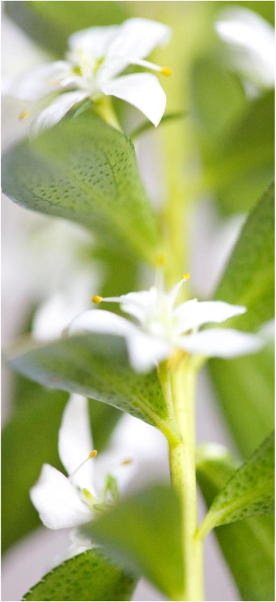 Buchu Plant 01