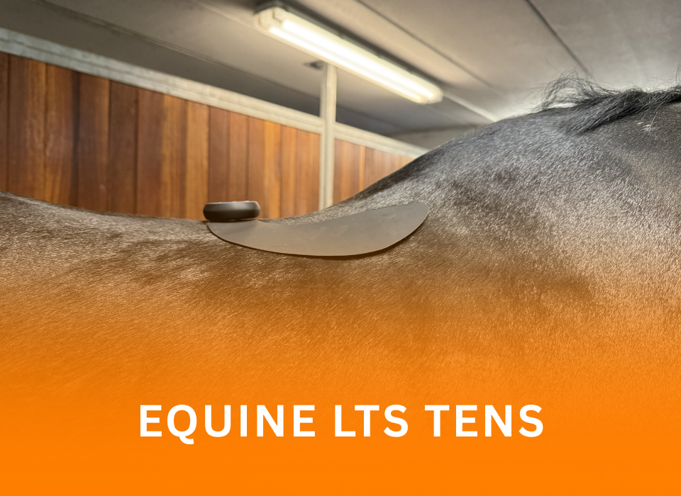 WEBSITE EQUINE TENS