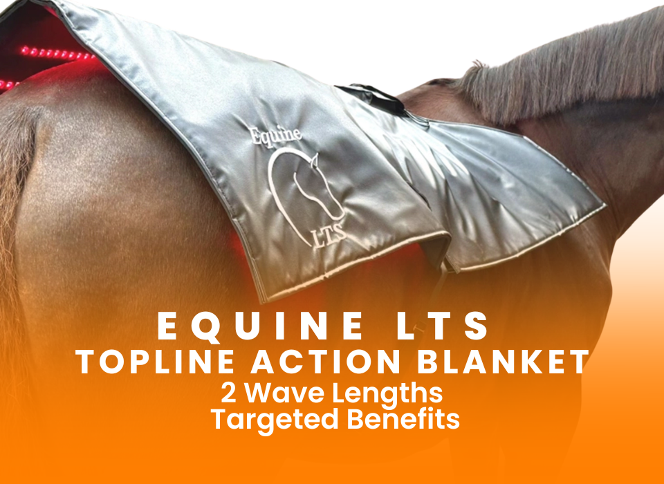 WEBSITE LTS ACTIONBLANKET